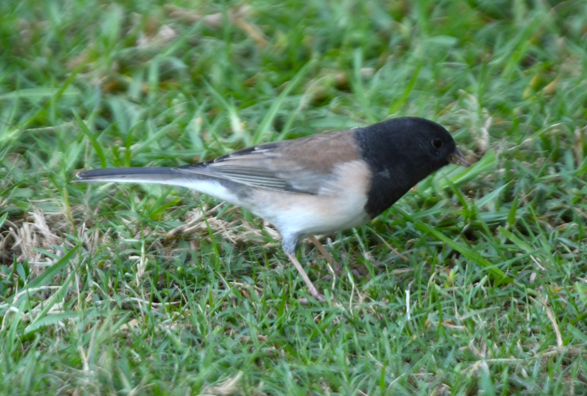 strnadec zimní [skupina oreganus] - ML643411634