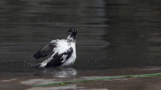 Javan Myna - ML643411635