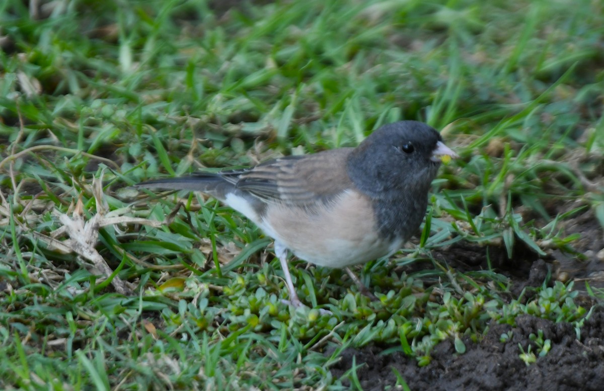 strnadec zimní [skupina oreganus] - ML643411641