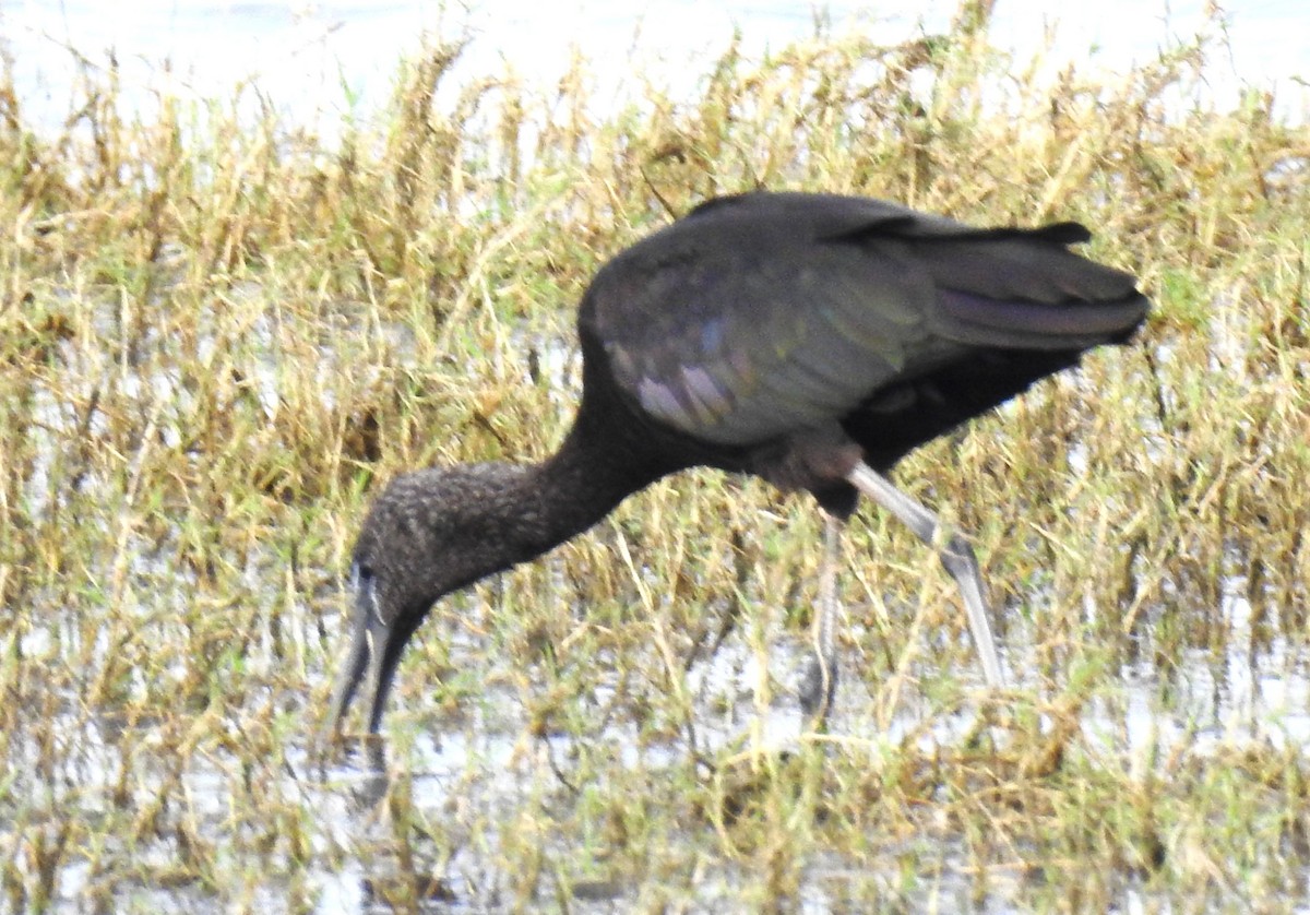 Glossy Ibis - ML643411642