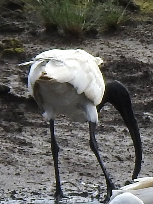 Black-headed Ibis - ML643411644