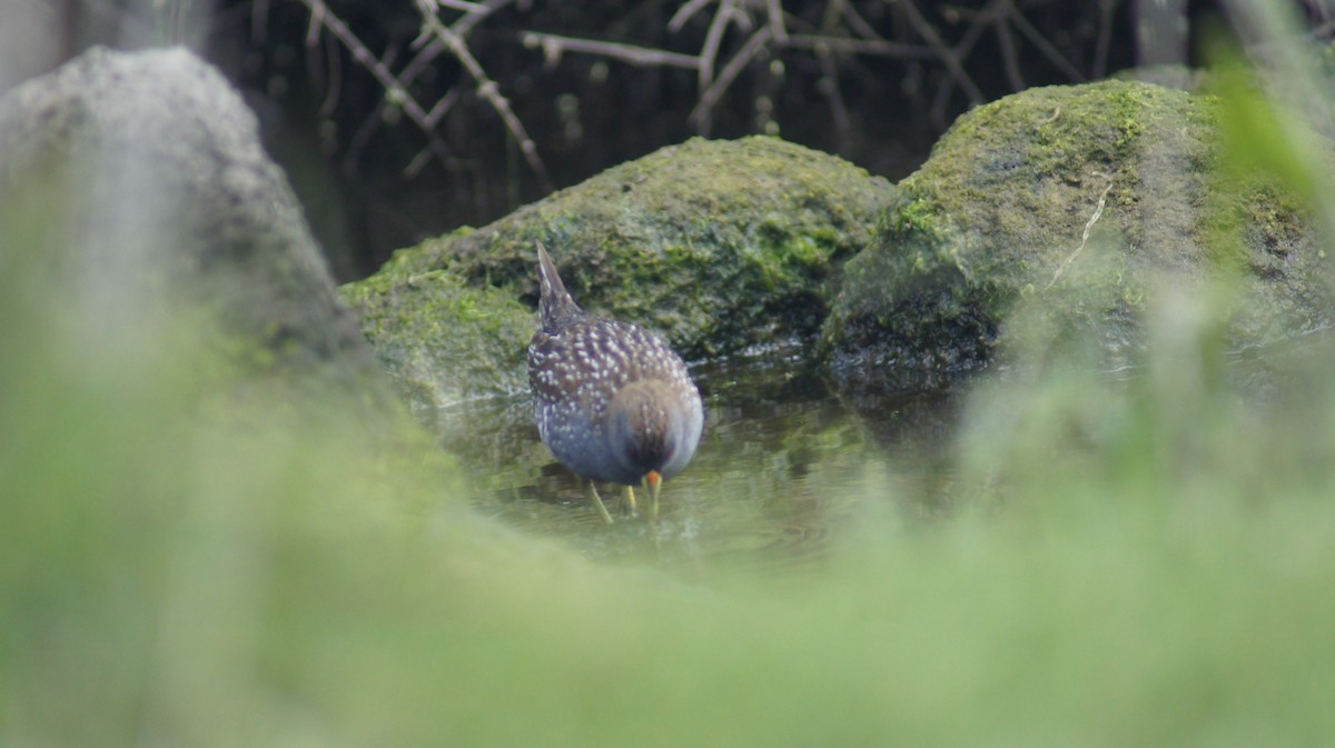 Australian Crake - ML643411646