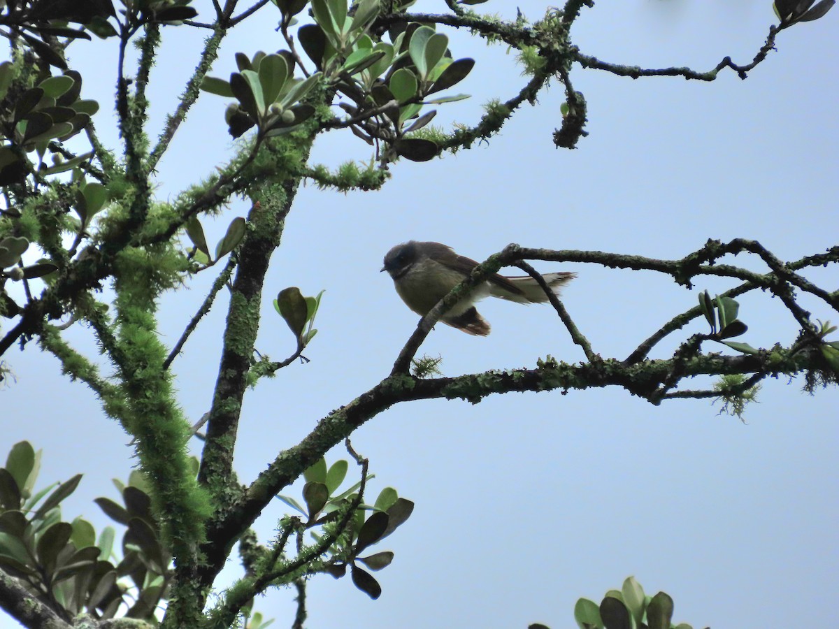 New Zealand Fantail - ML643411647