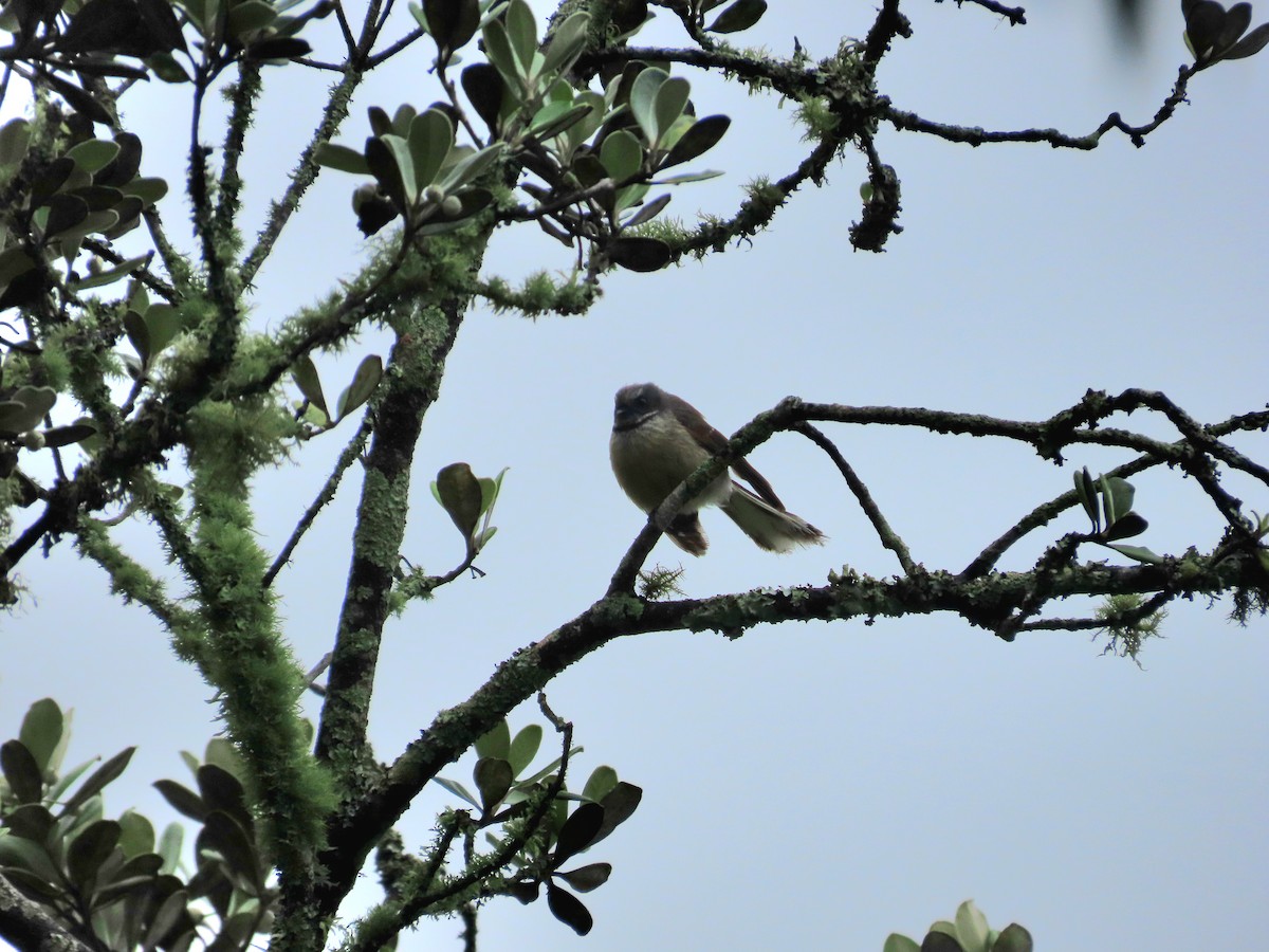 New Zealand Fantail - ML643411648