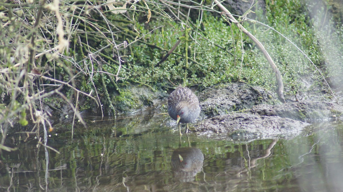 Australian Crake - ML643411649