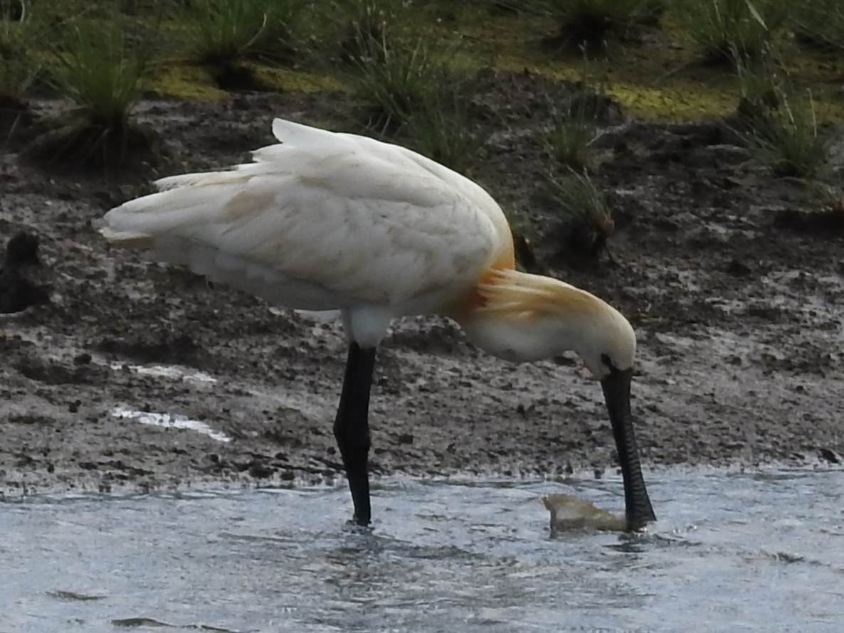 Eurasian Spoonbill - ML643411652