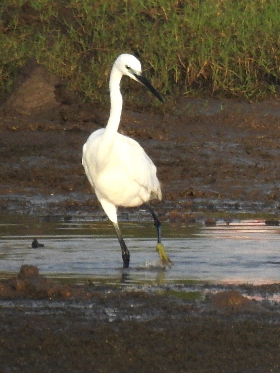 Little Egret - ML643411655