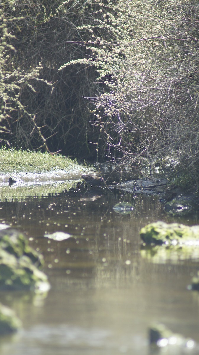 Australian Crake - ML643411656