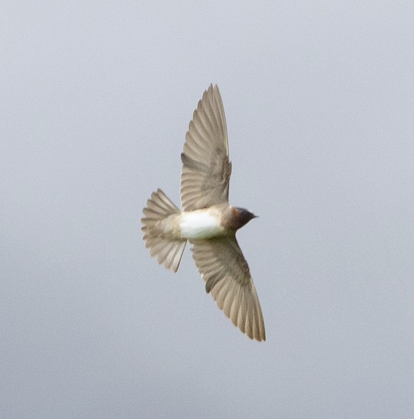 Cliff Swallow - ML643411665
