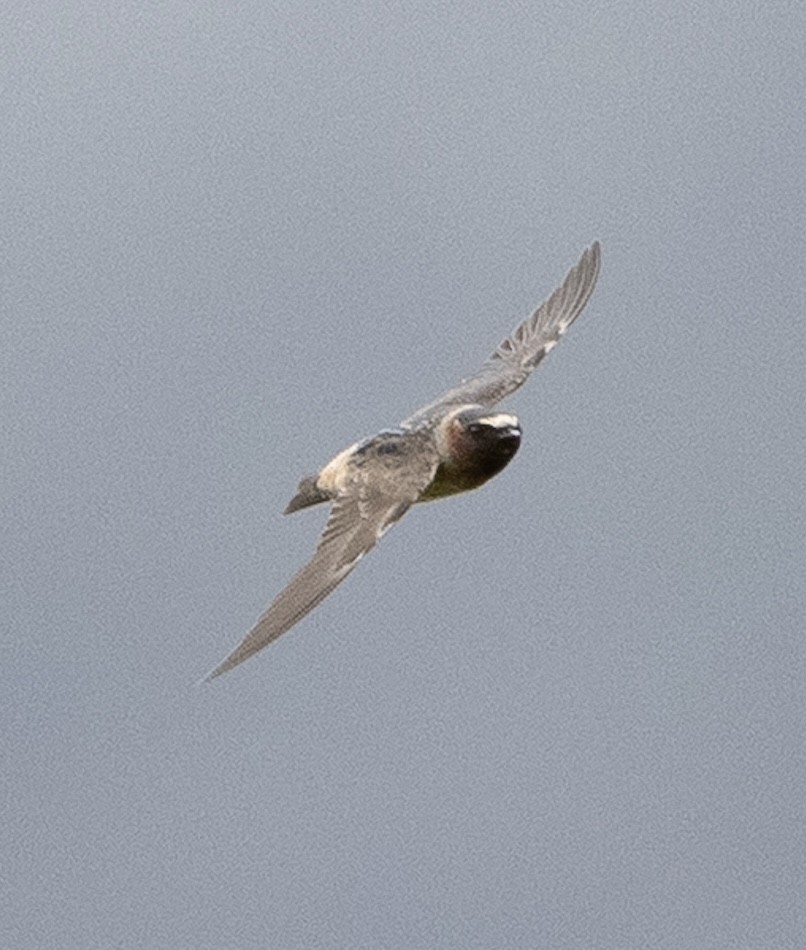 Cliff Swallow - ML643411666