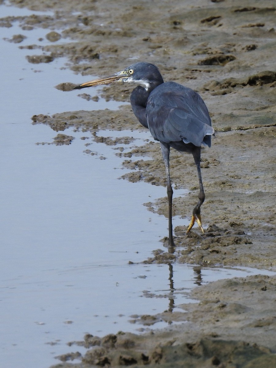Western Reef-Heron - ML643411667
