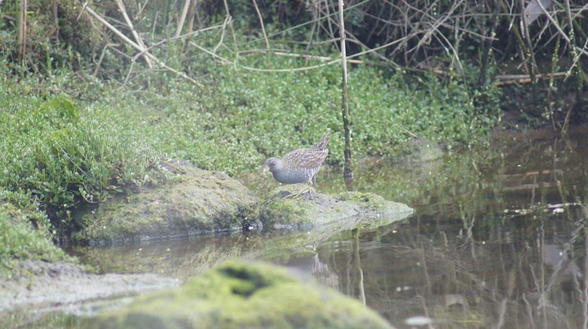 Australian Crake - ML643411674