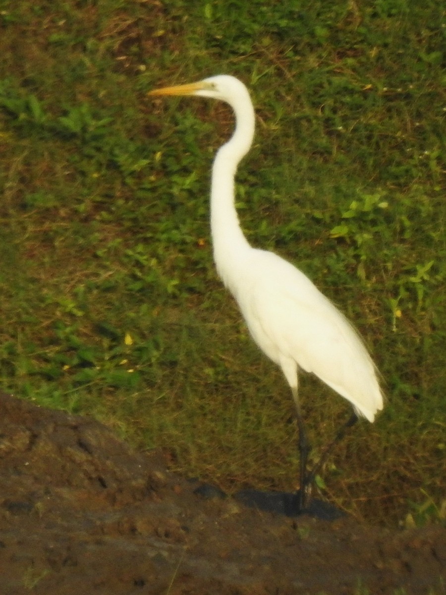 Great Egret - ML643411675