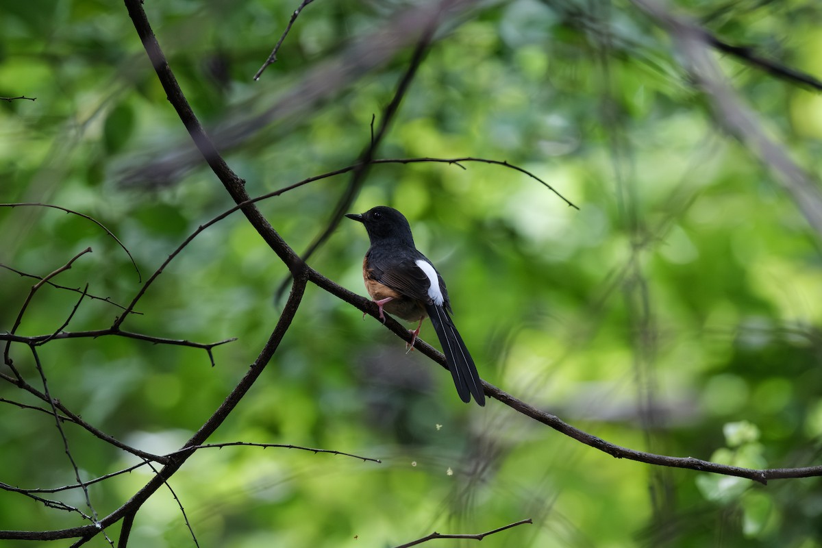 White-rumped Shama - ML643411678