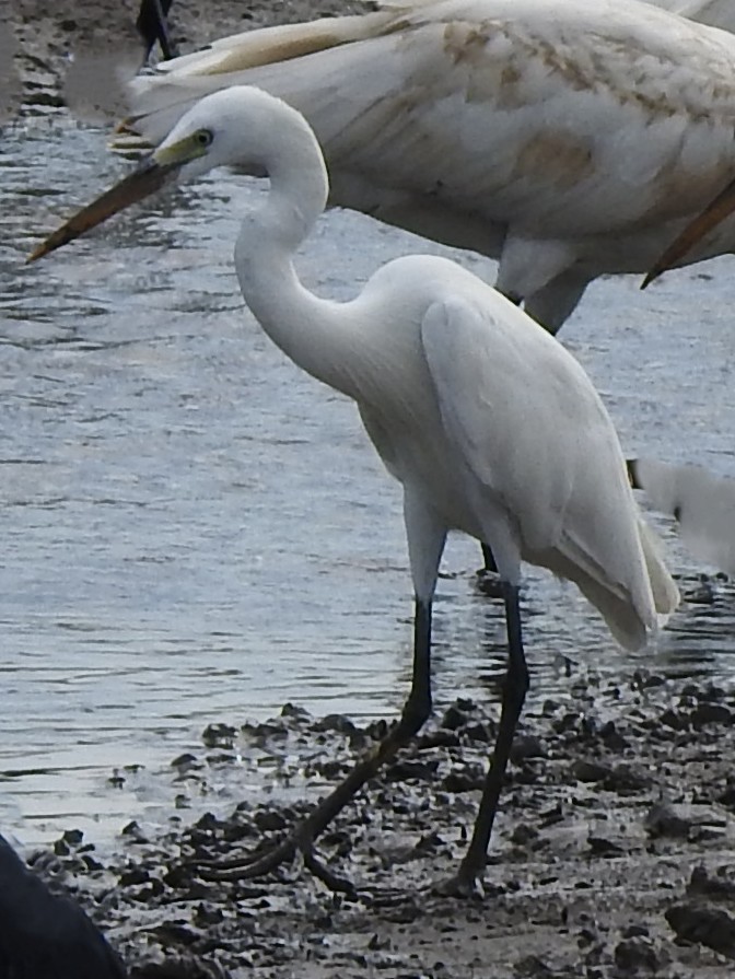 Medium Egret - ML643411679