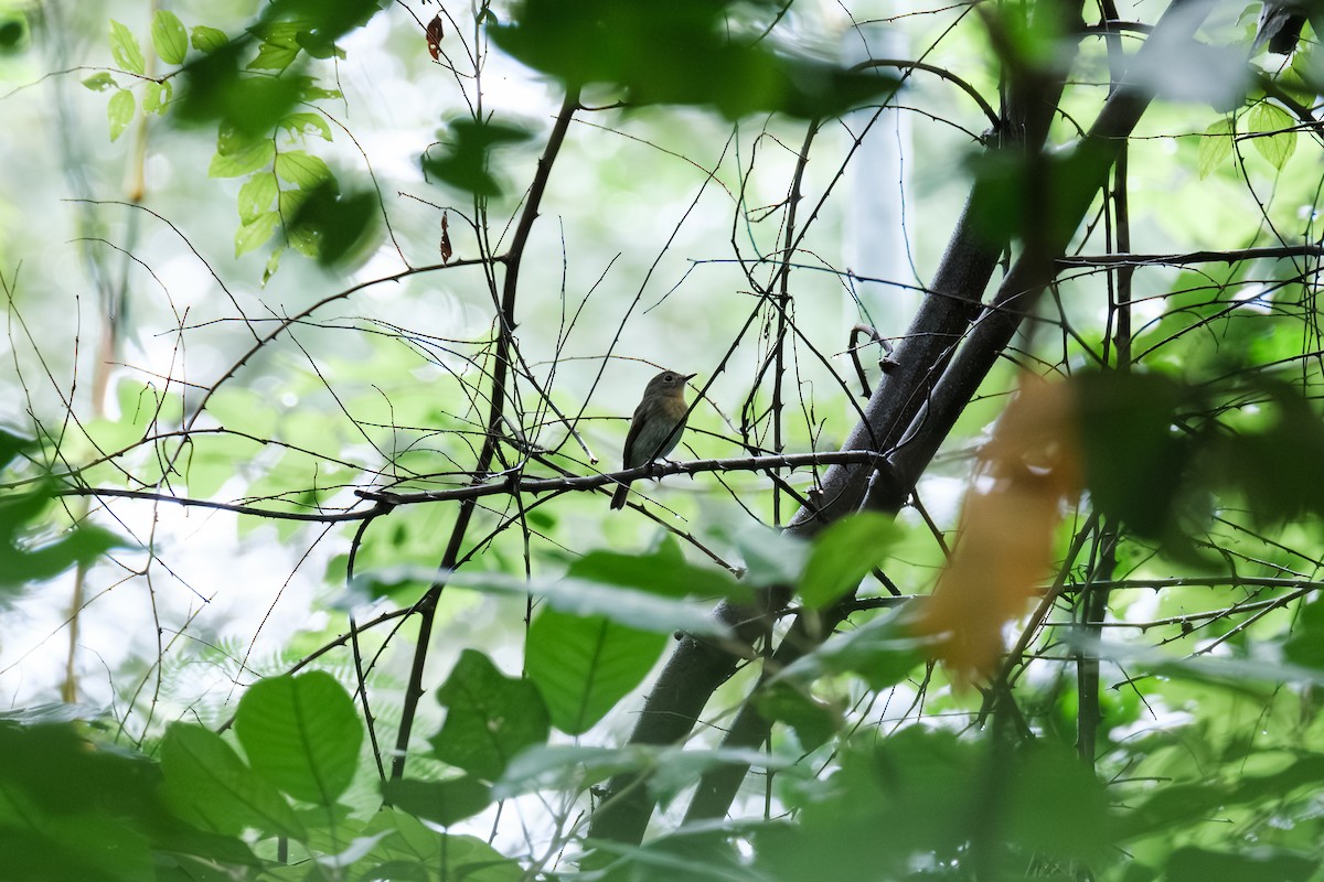 Hainan Blue Flycatcher - ML643411681
