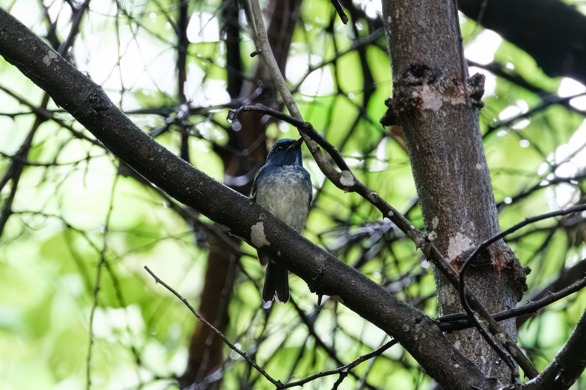 Hainan Blue Flycatcher - ML643411682