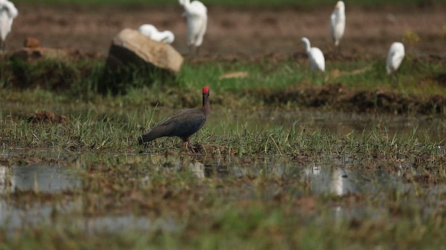 アカアシトキ - ML643411691