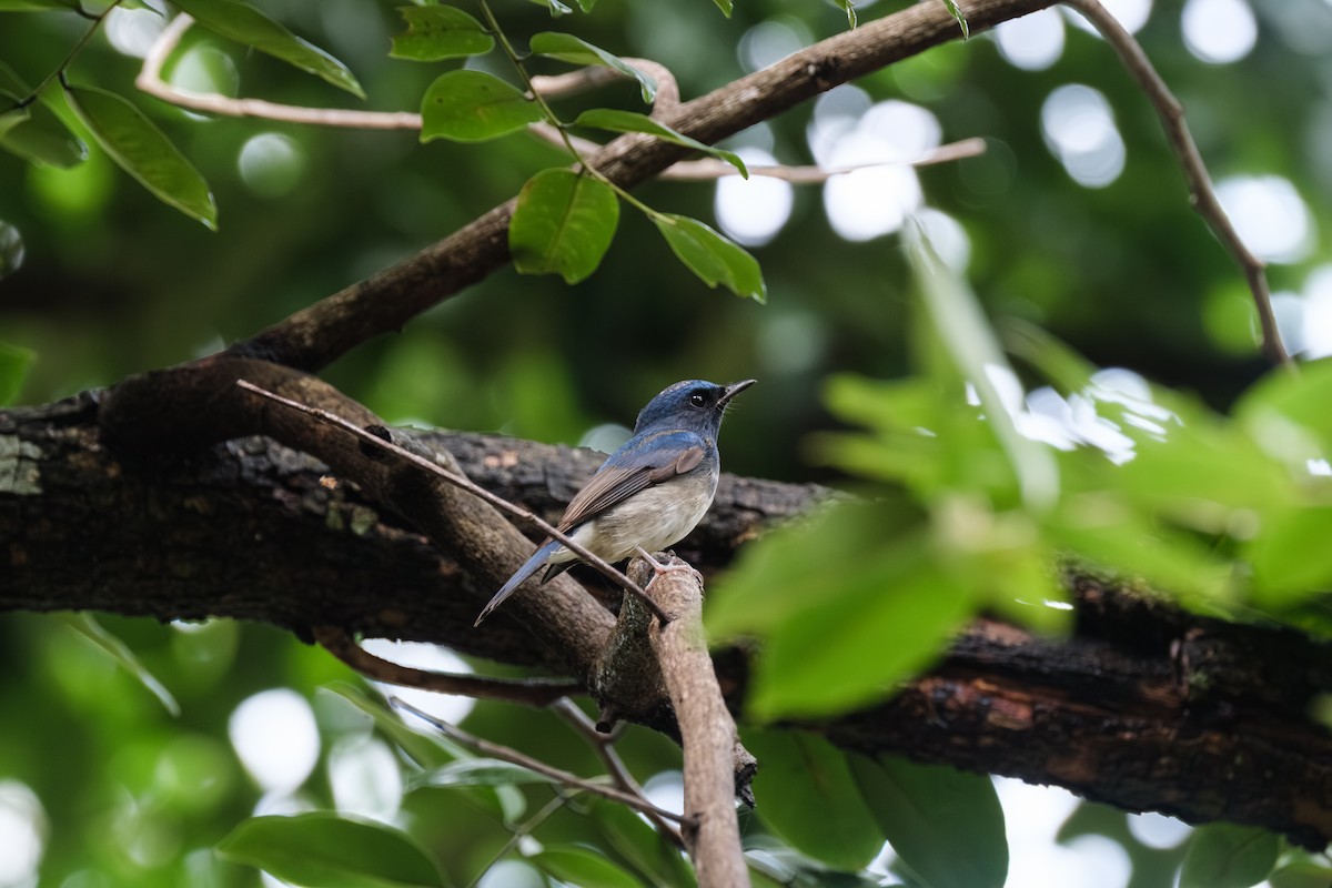 Hainan Blue Flycatcher - ML643411692