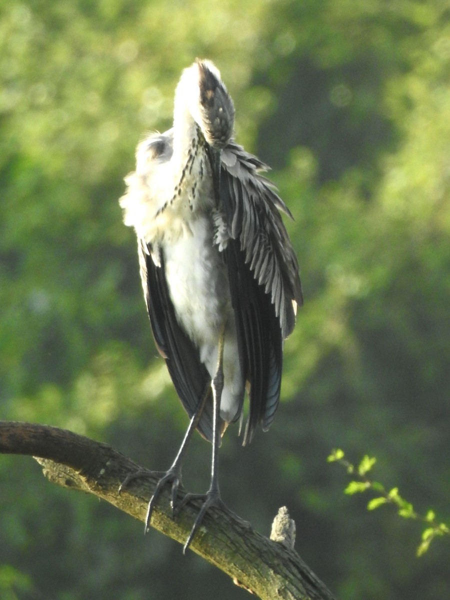 Gray Heron - ML643411698