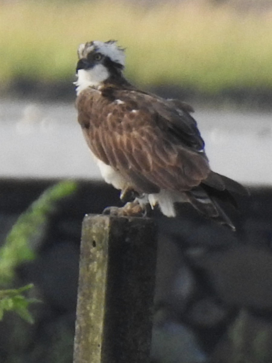 Osprey - ML643411704
