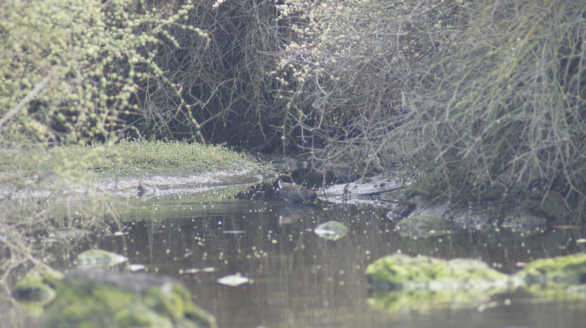 Australian Crake - ML643411705