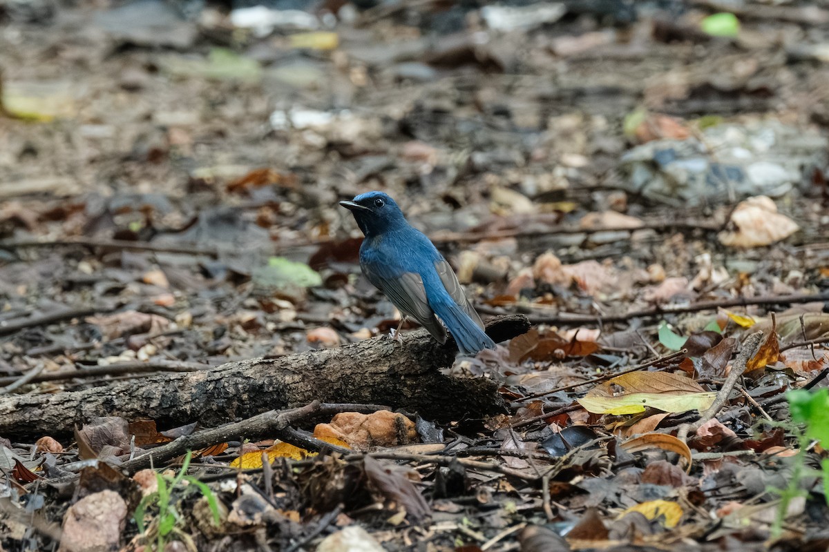 Hainan Blue Flycatcher - ML643411710