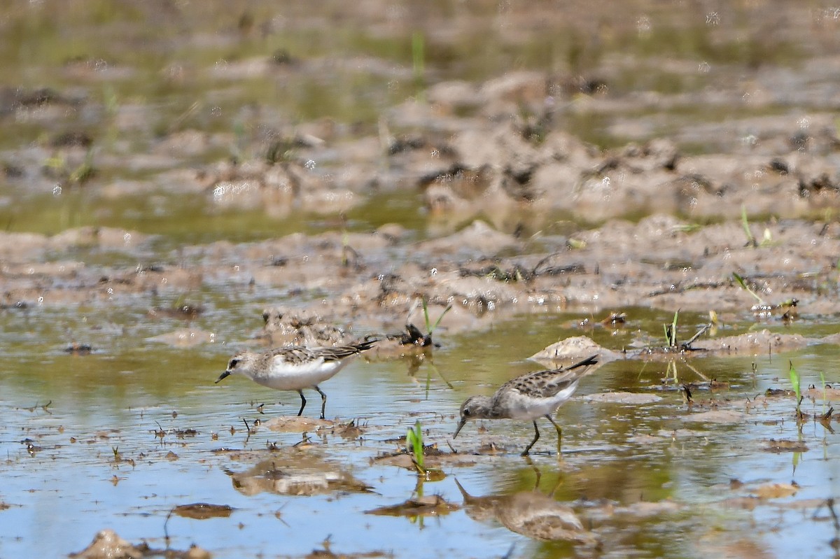 Long-toed Stint - ML643411711