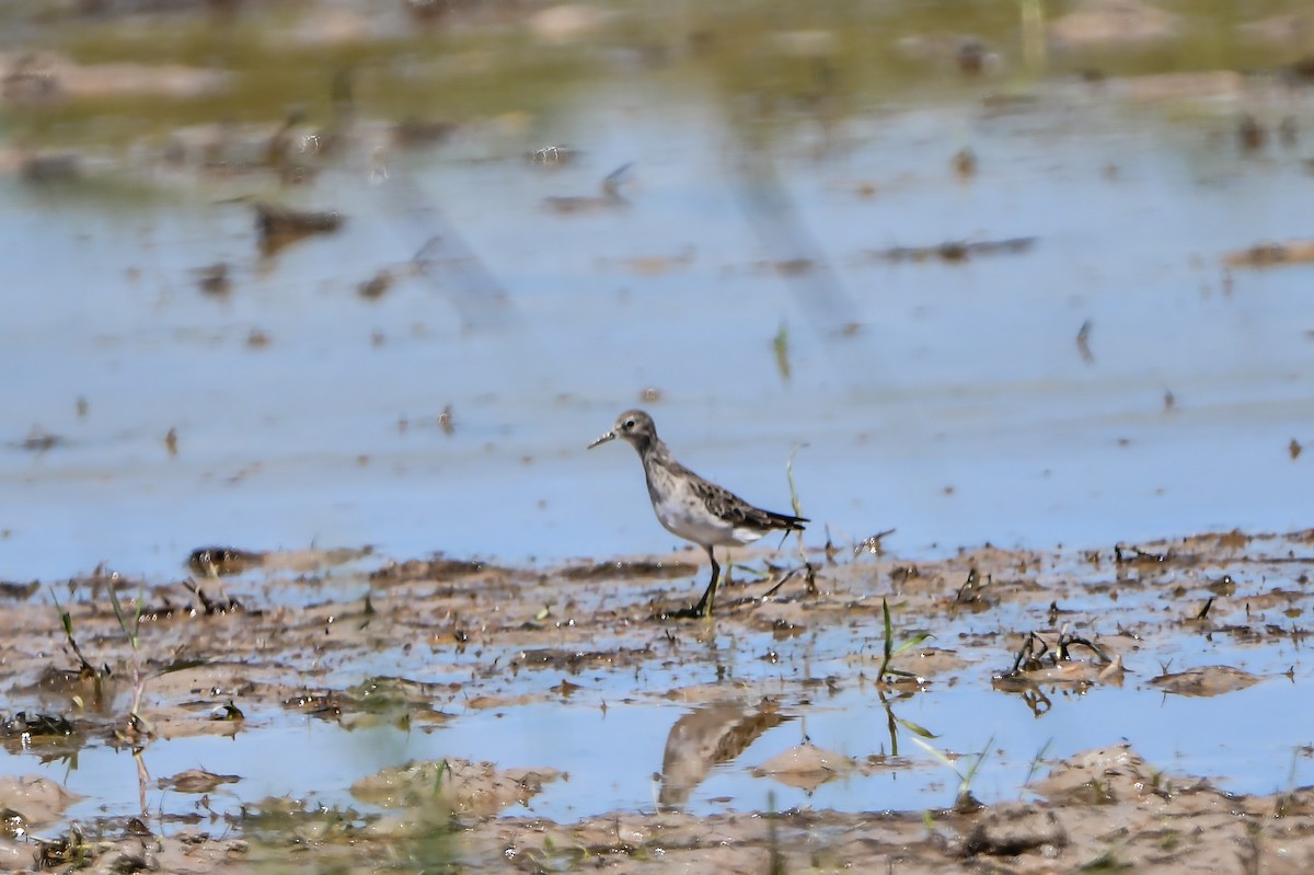 Long-toed Stint - ML643411712