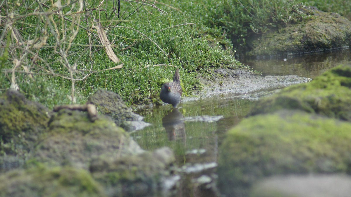 Australian Crake - ML643411714