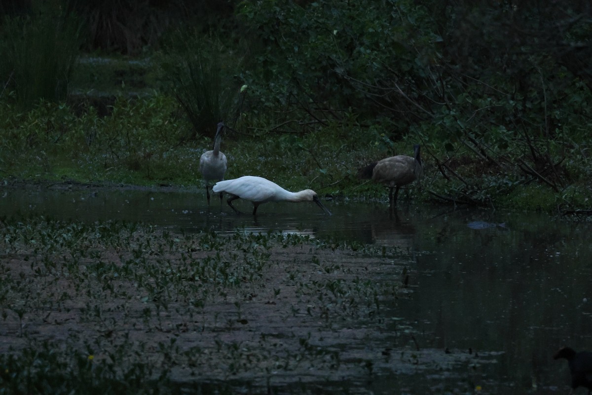 Royal Spoonbill - ML643411715