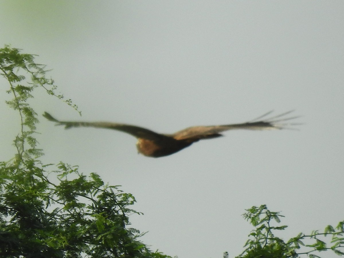 Western Marsh Harrier - ML643411716
