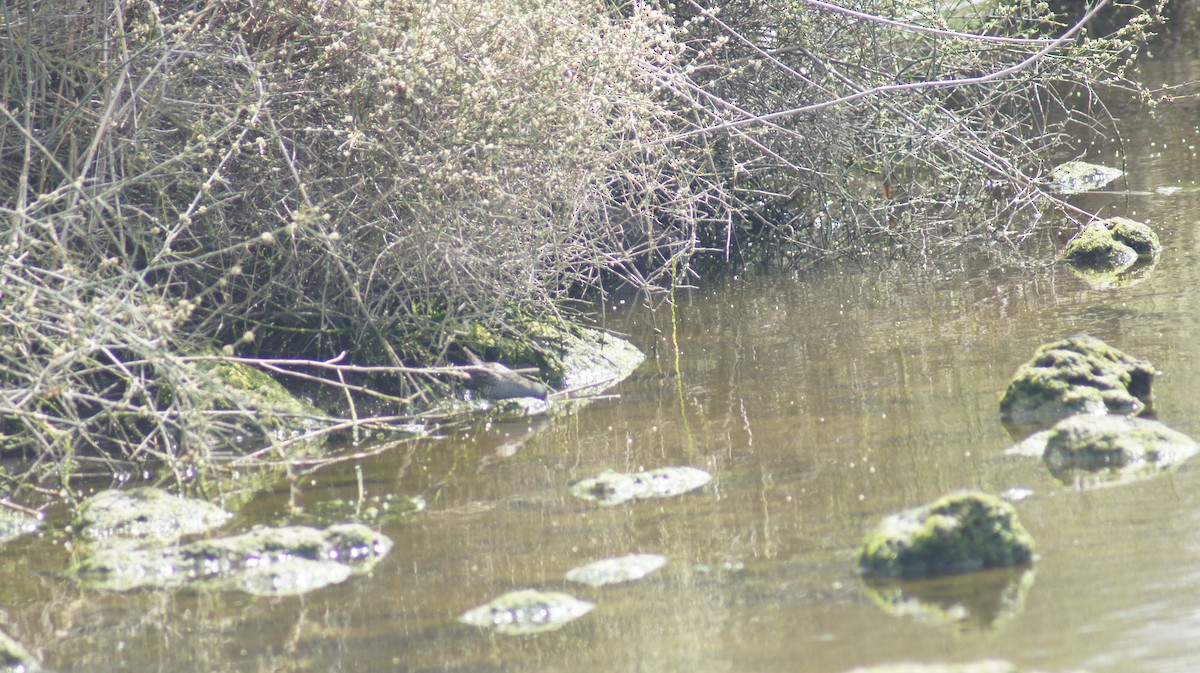 Australian Crake - ML643411718