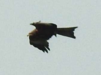 Black Kite - ML643411724