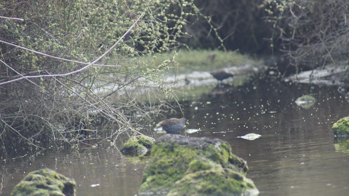 Australian Crake - ML643411728