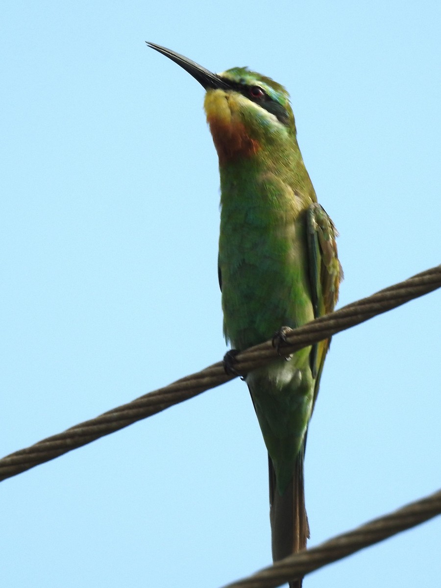 Blue-cheeked Bee-eater - ML643411729
