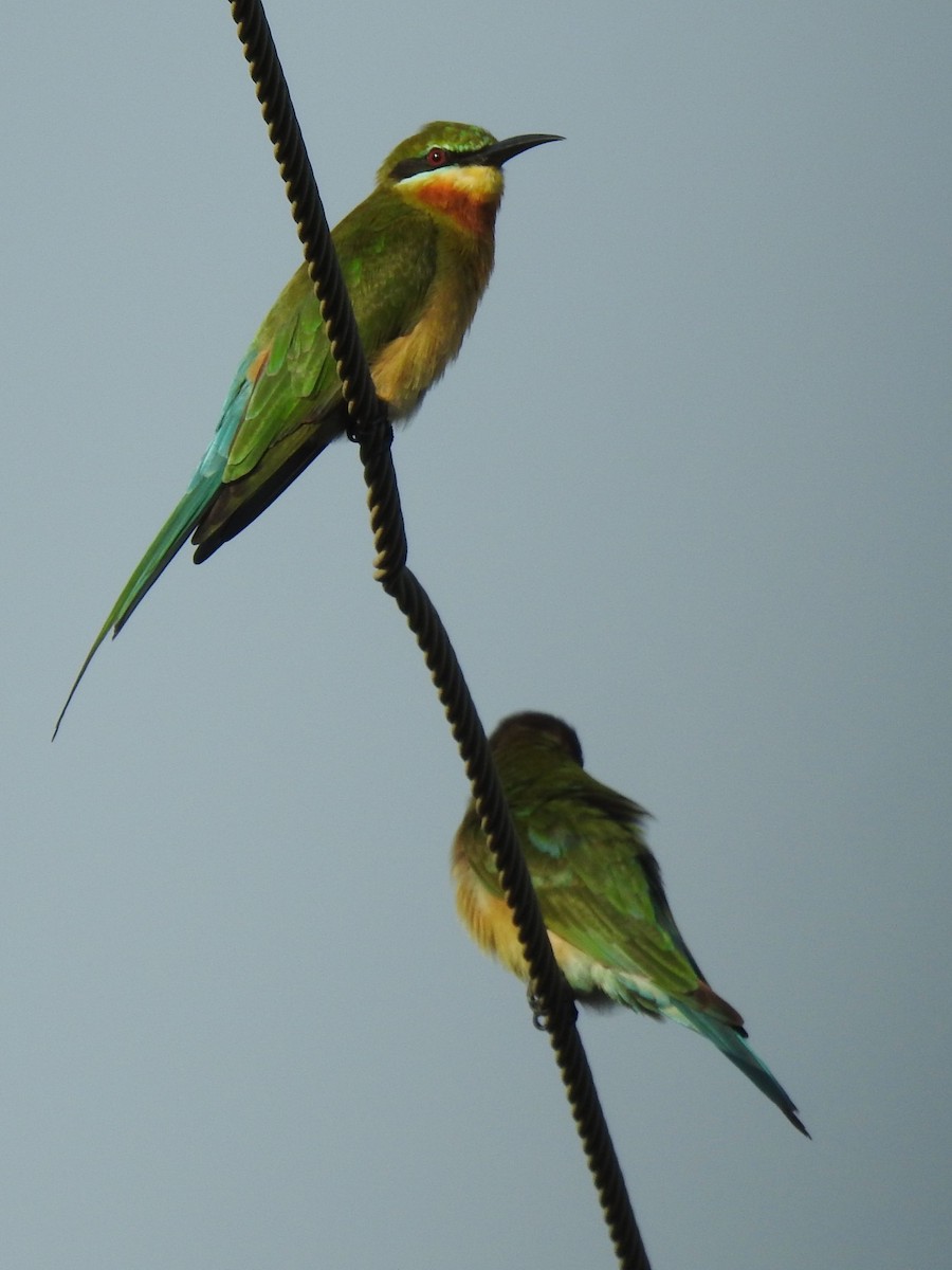 Blue-tailed Bee-eater - ML643411730