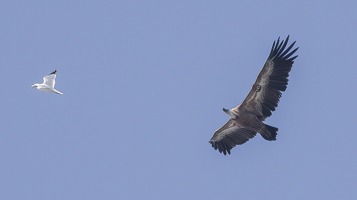 Eurasian Griffon - ML643411735