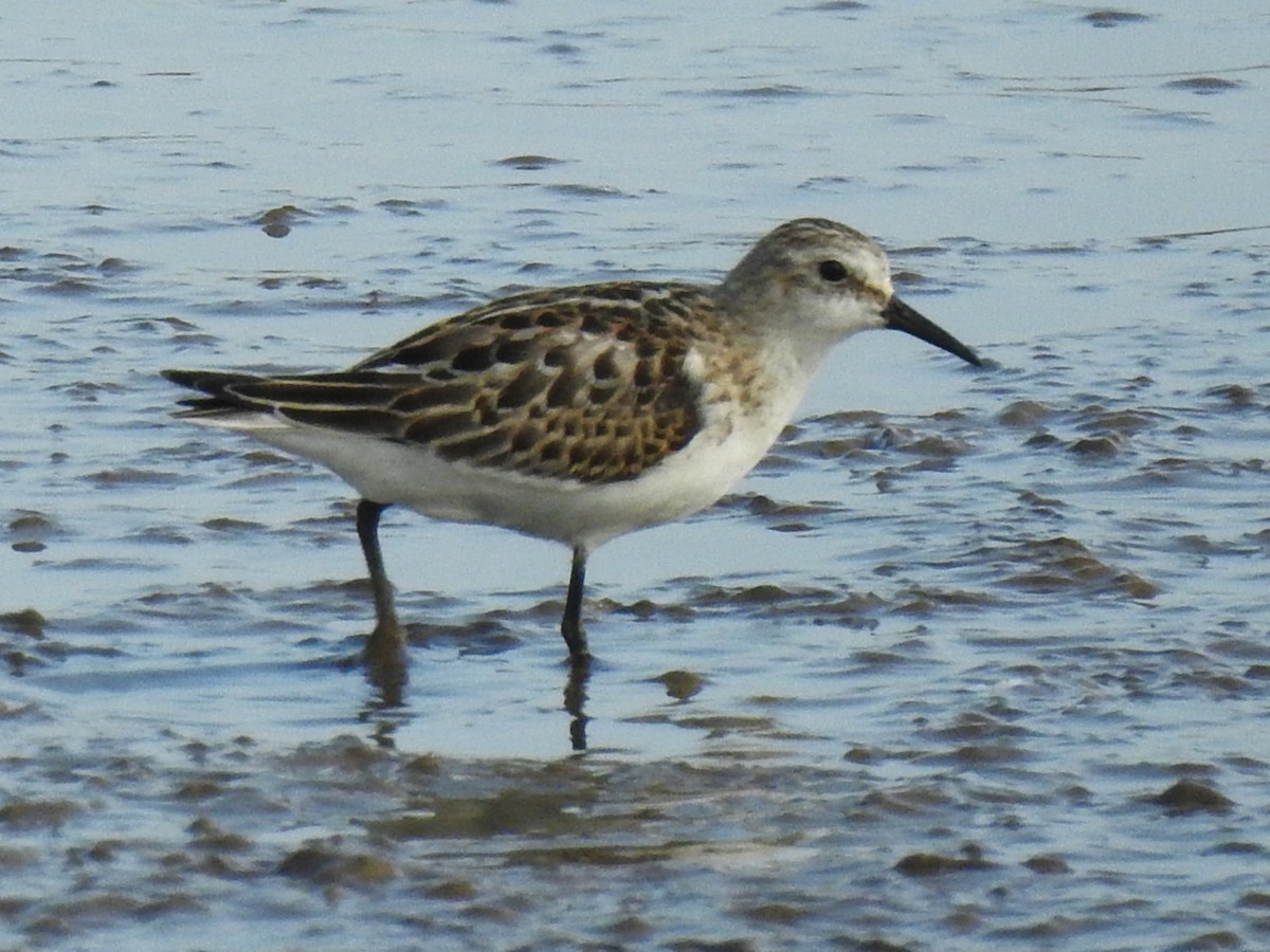 Little Stint - ML643411742