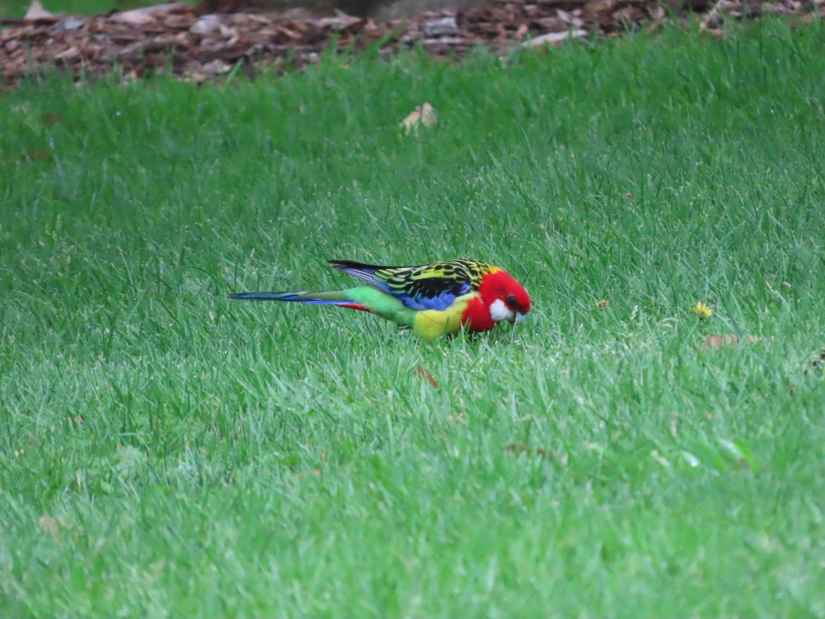 Eastern Rosella - ML643411743