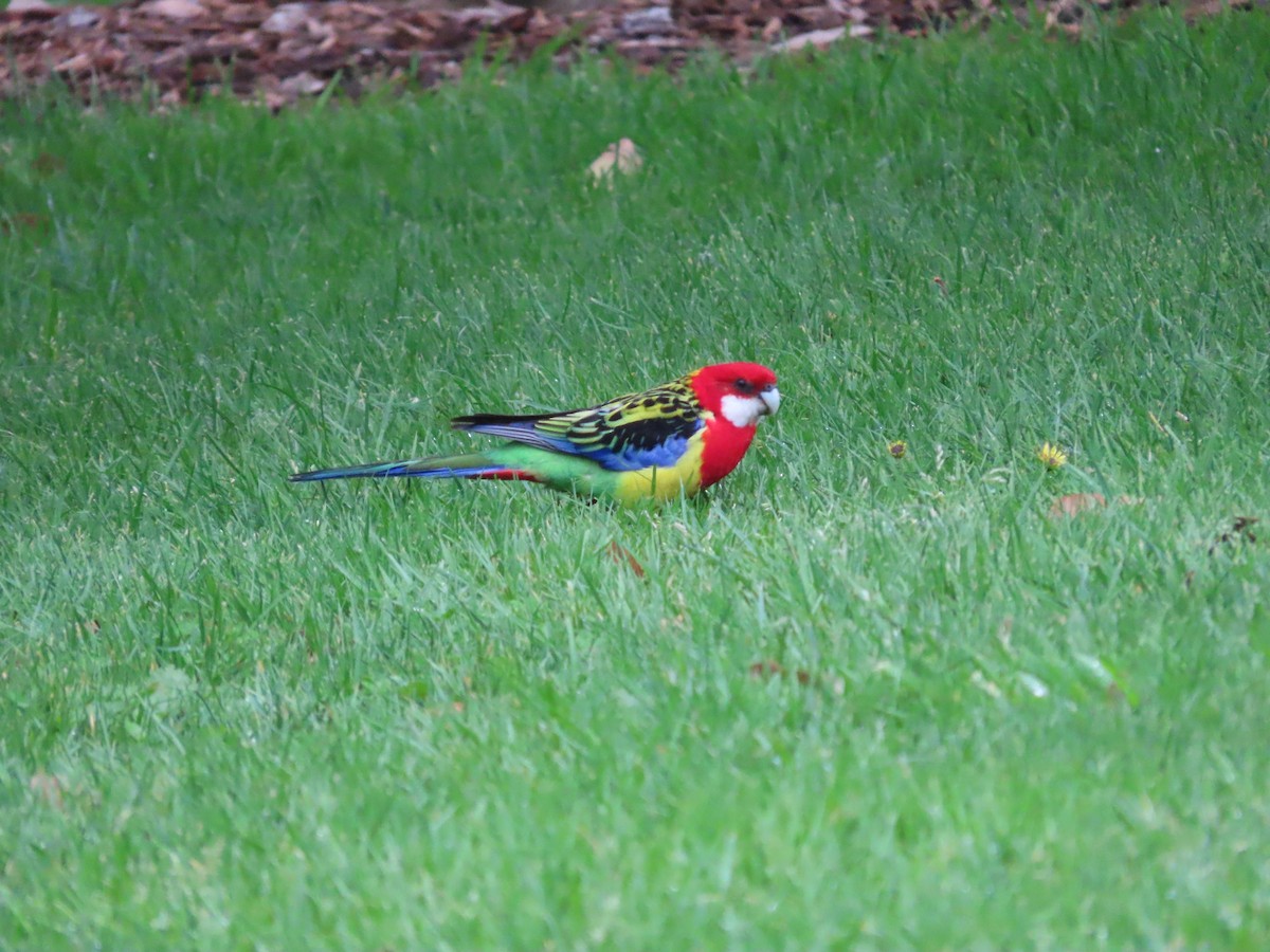 Eastern Rosella - ML643411744
