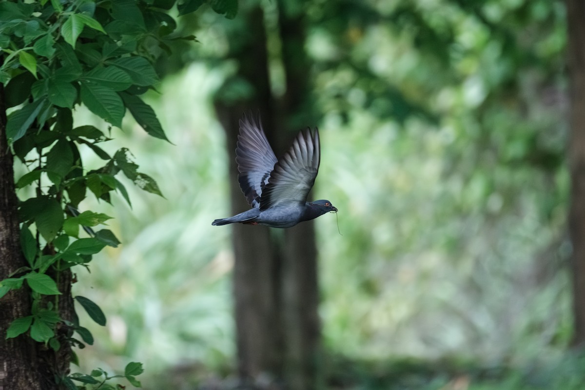 Rock Pigeon (Feral Pigeon) - ML643411748