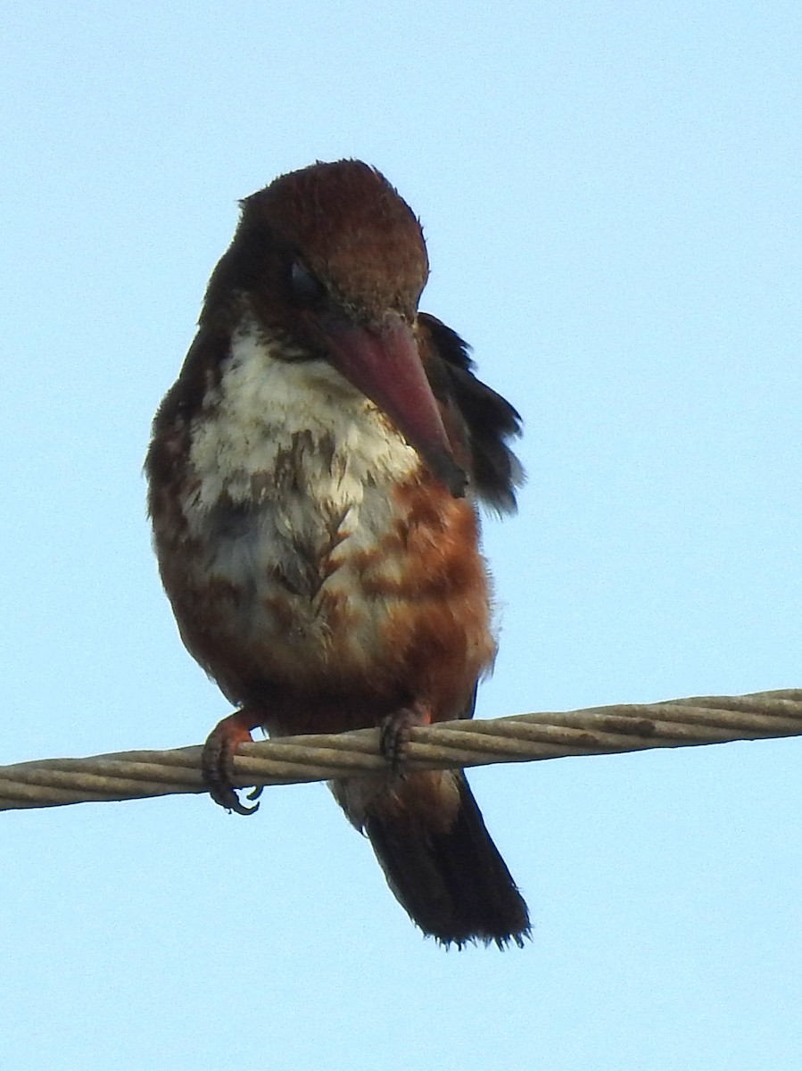 White-throated Kingfisher - ML643411753