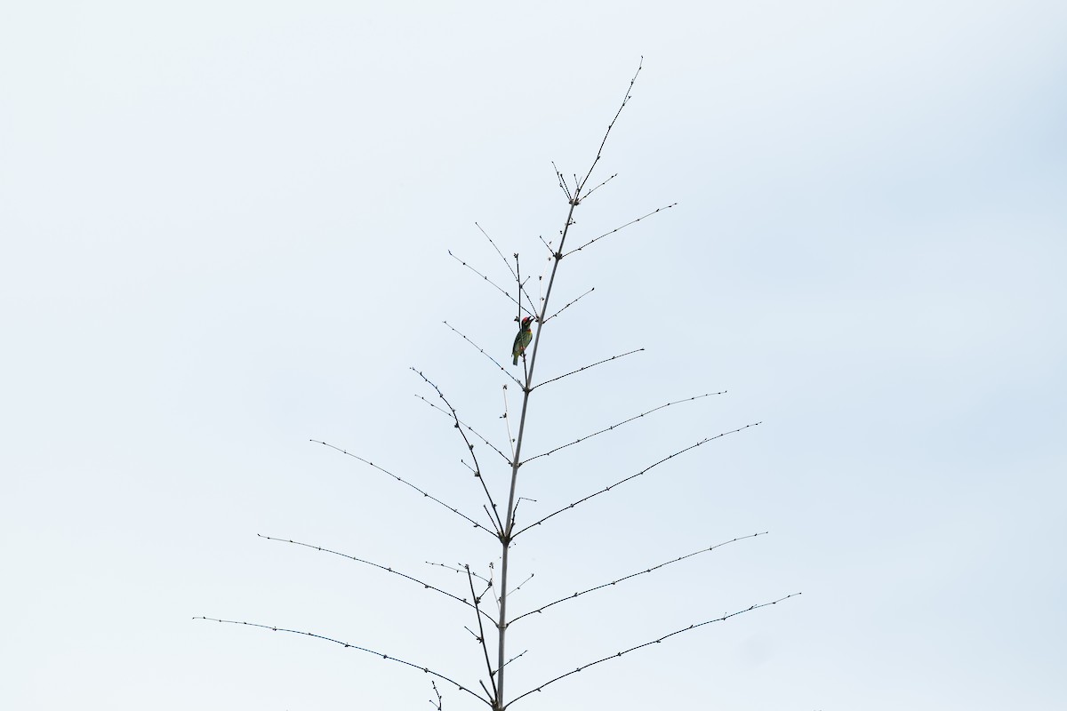 Coppersmith Barbet - ML643411754