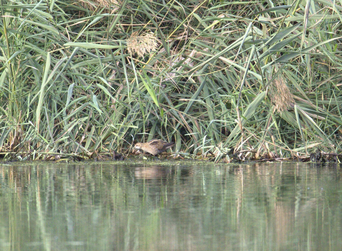 Little Crake - ML643411759