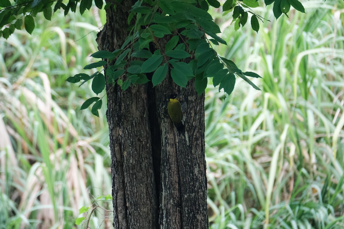 Black-headed Woodpecker - ML643411771