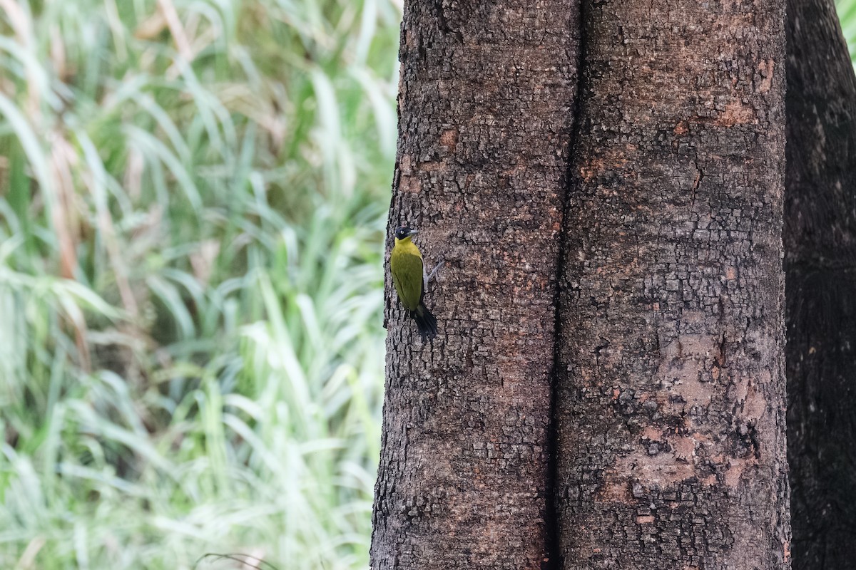 Black-headed Woodpecker - ML643411772