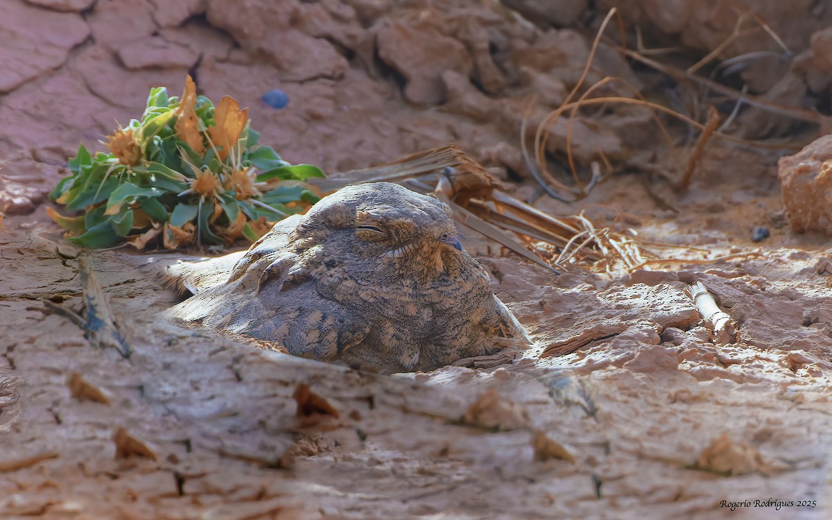 Egyptian Nightjar - ML643411774