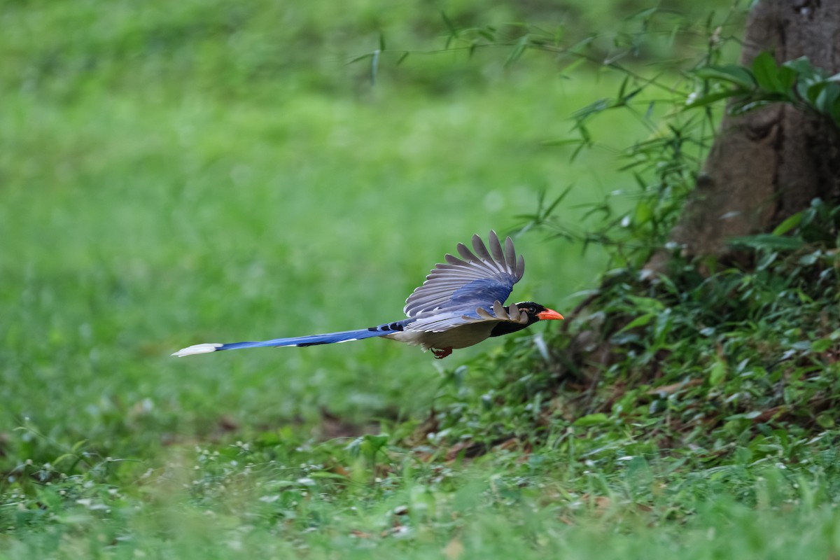 Red-billed Blue-Magpie - ML643411775