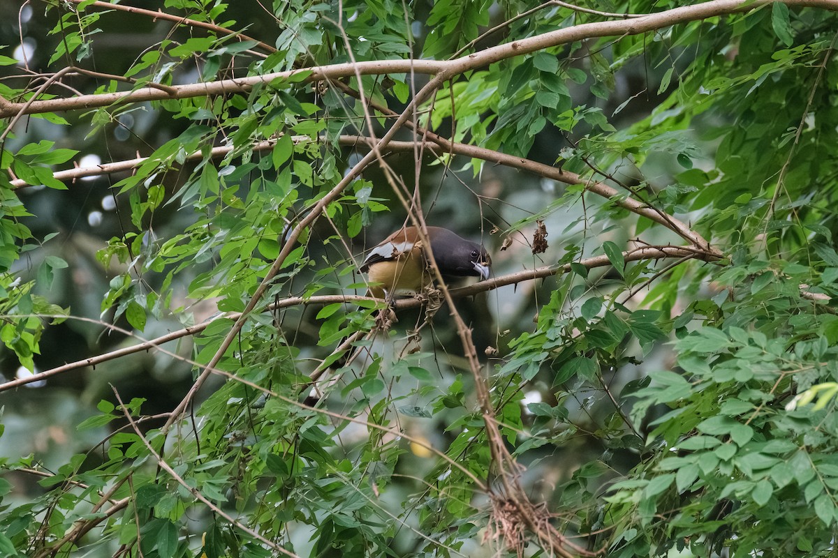 Rufous Treepie - ML643411781